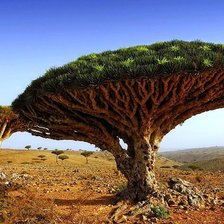 Схема вышивки «удивительное дерево»