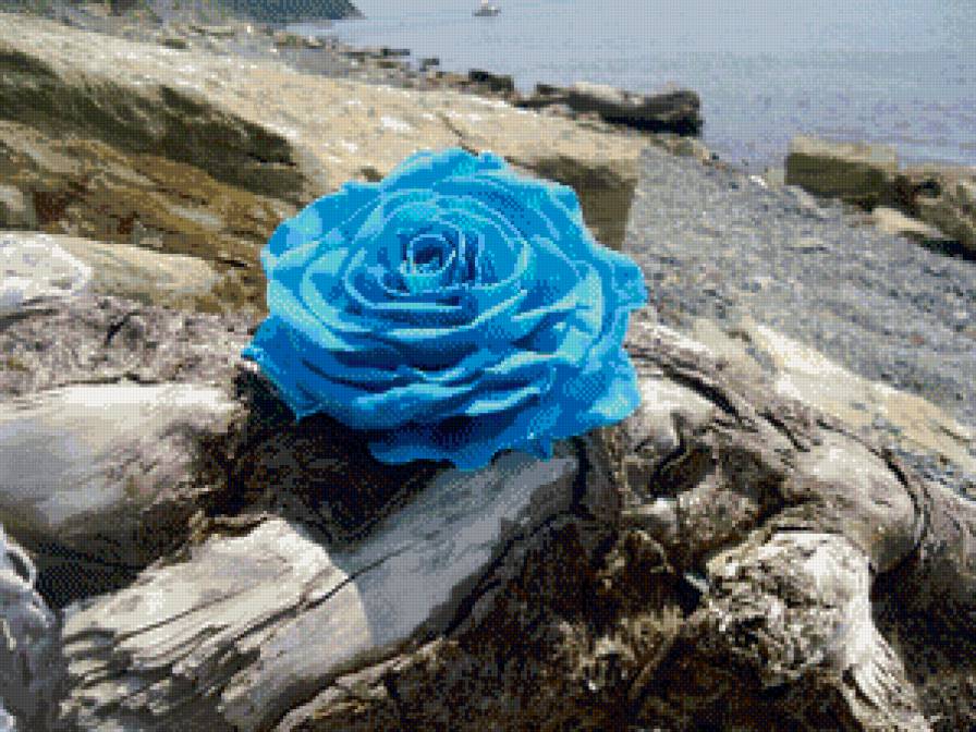 Роза - цветок, море, роза, природа - предпросмотр