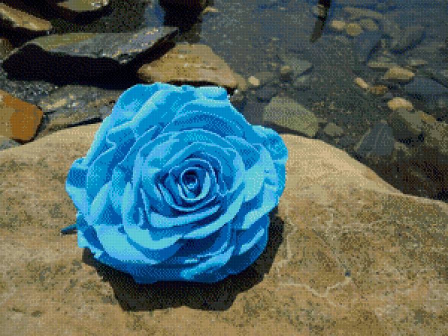 Роза - море, отдых, лето, роза, цветок, камни - предпросмотр