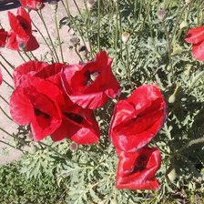 Схема вышивки «Дикие маки»