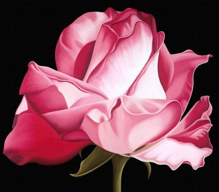 Роза - цветы, цветок - оригинал