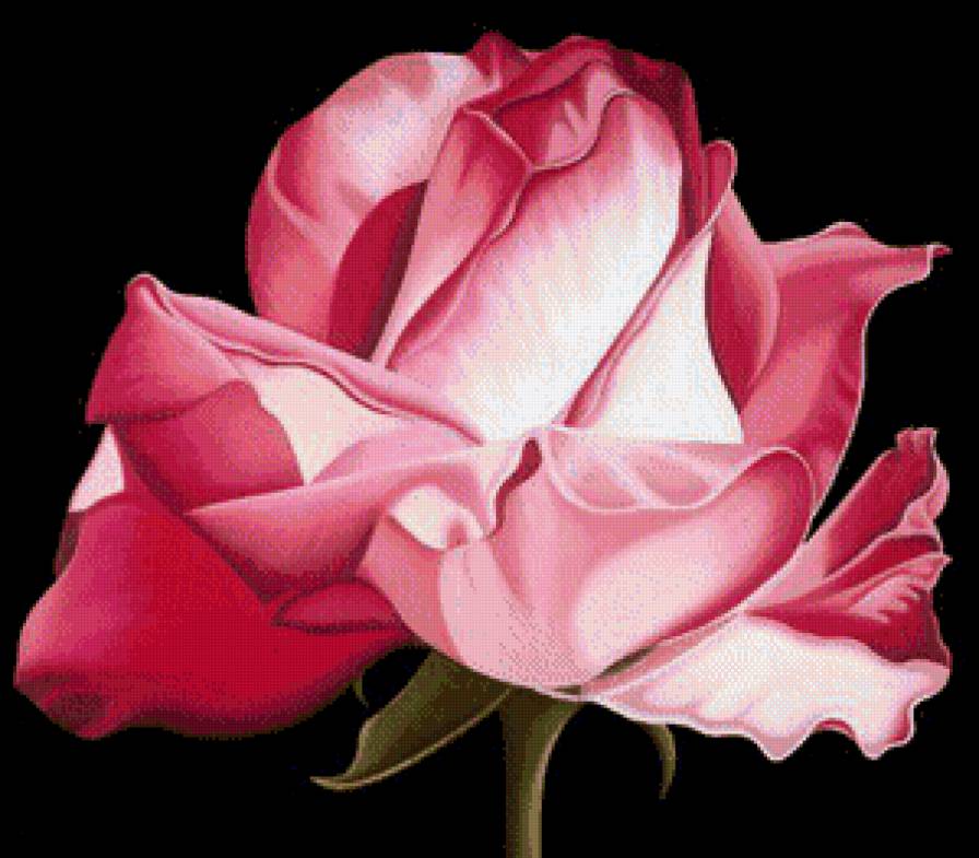 Роза - цветок, цветы - предпросмотр