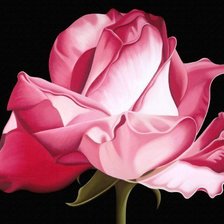 Схема вышивки «Роза»