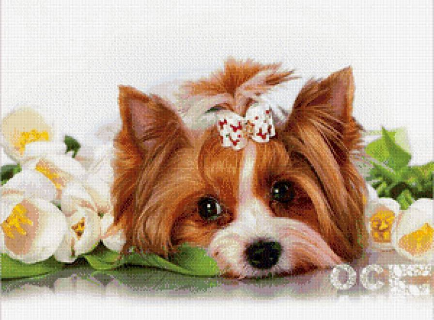 Собачка - собака - предпросмотр