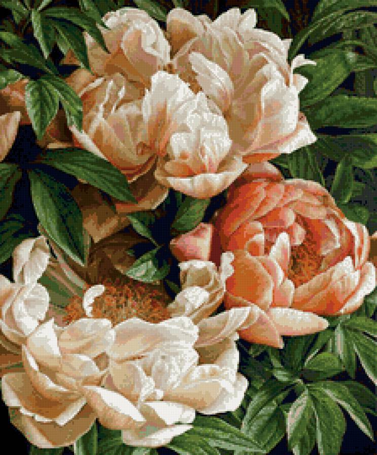 Пионы - красота, нежность, цветы, пионы, букет - предпросмотр