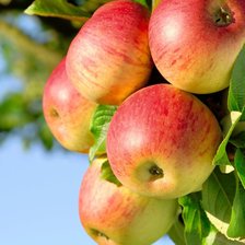 Схема вышивки «яблоки на ветке»