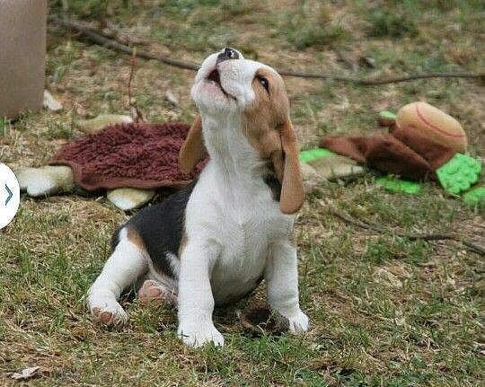 Забавный щенок - щенок, малыш, собака - оригинал