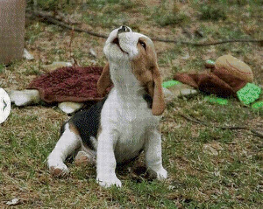 Забавный щенок - собака, щенок, малыш - предпросмотр