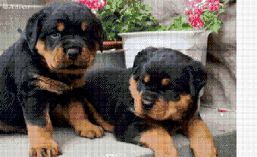 малыши - ротвеллер, щенки - предпросмотр