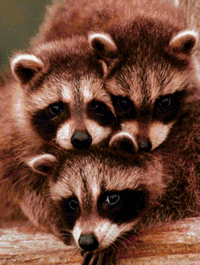 Енотики - животные, енот - предпросмотр