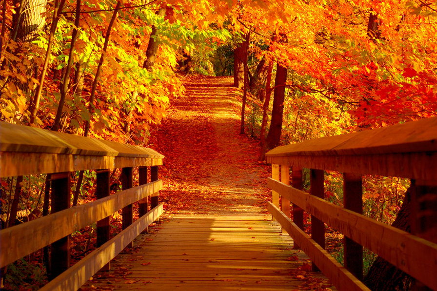 Осень - спуск, листья, листопад, осень - оригинал