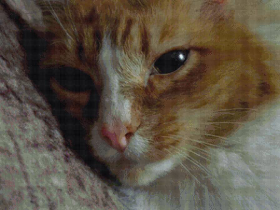 Тишаня - усталый котик, рыжий кот - предпросмотр