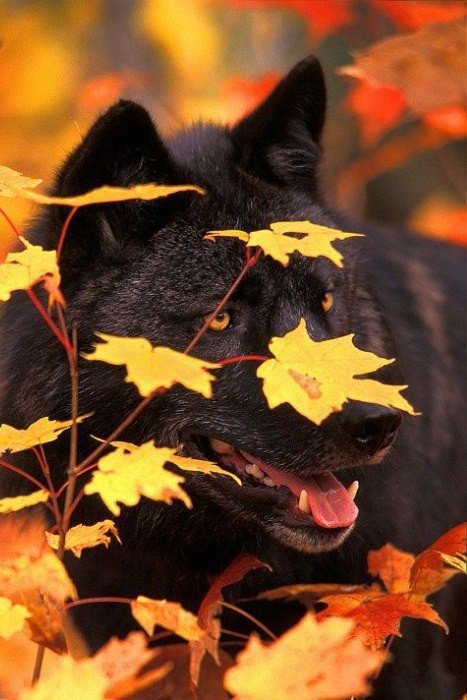 Волк - волк, осень, животные, природа - оригинал