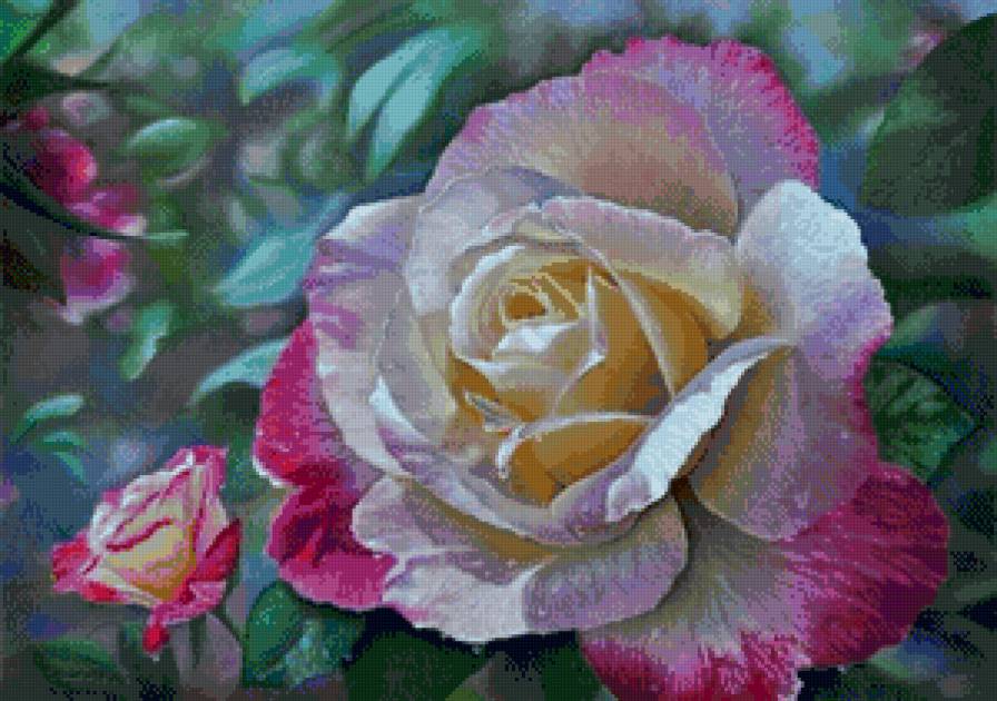 Розы - роза, цветы - предпросмотр