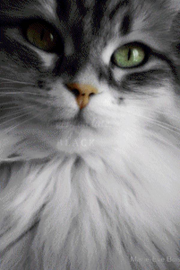 Киса - кошки, домашние животные, коты, животные - предпросмотр