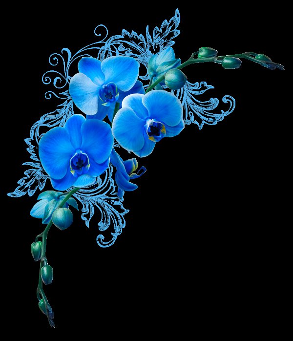 Метрика. Орхидеи. - метрика, орхидеи - оригинал