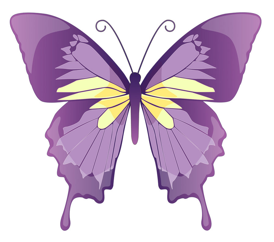 Бабочки фиолетового цвета. Сиреневые бабочки. Бабочка фиолетовая. Бабочка рисунок.