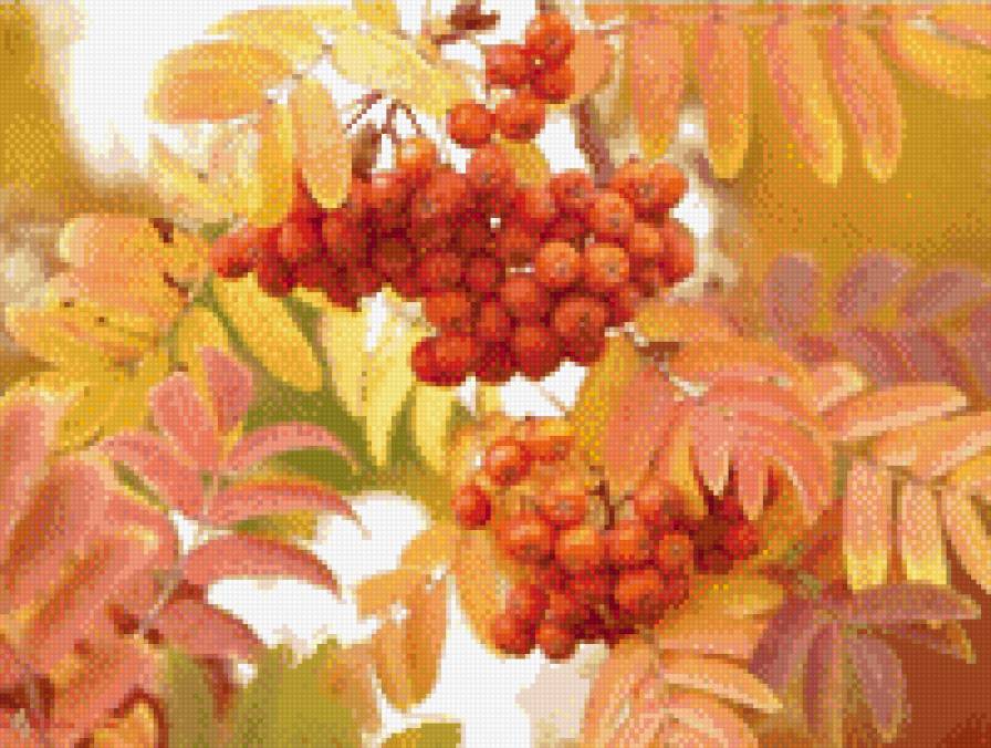 Осенняя рябина - рябина, осень, охра - предпросмотр