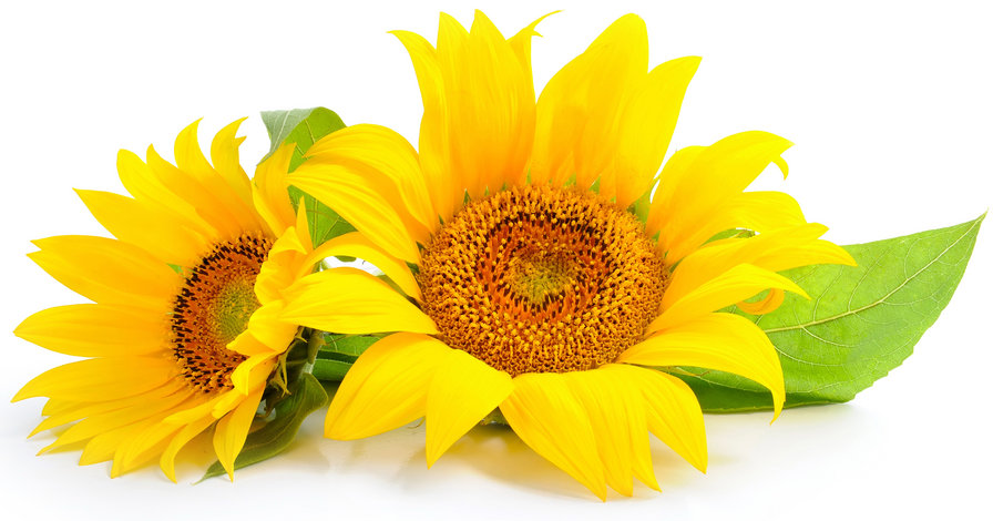 Подсолнухи - растения, листья, подсолнухи, желтые - оригинал