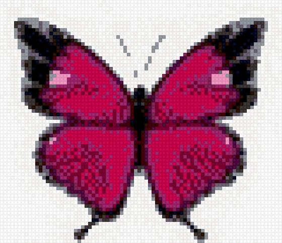 бабочка - предпросмотр