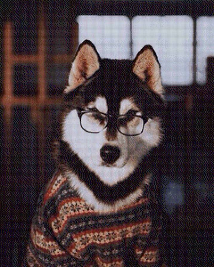 Хаски - домашние животные, хаски, любимые питомцы, собаки, животные - предпросмотр