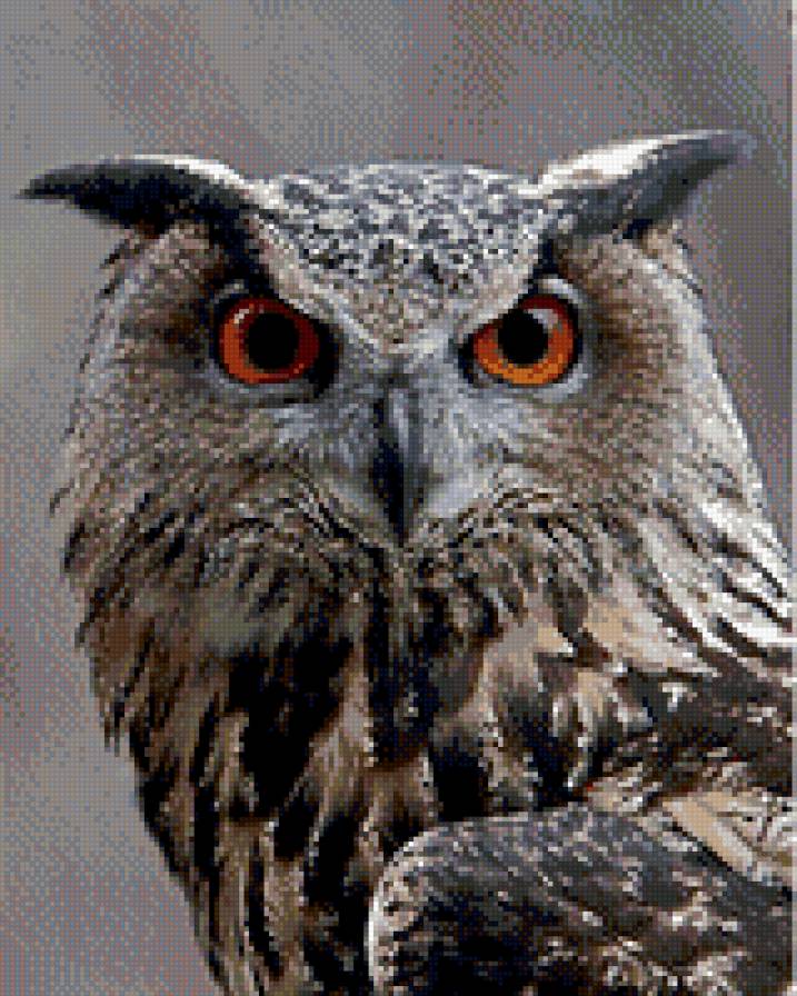 филин - птица - предпросмотр