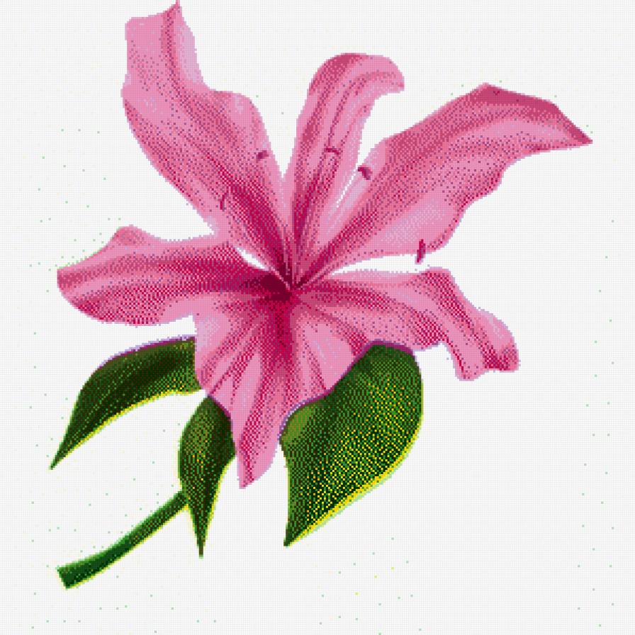 ЛИЛИЯ - предпросмотр