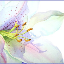 Схема вышивки «ЛИЛИЯ»