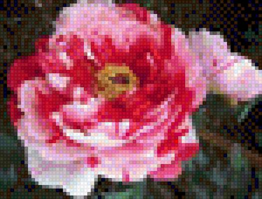 Пион 1 - предпросмотр