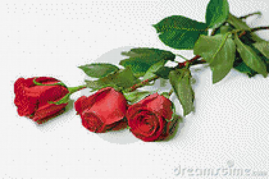 роза 2 - предпросмотр