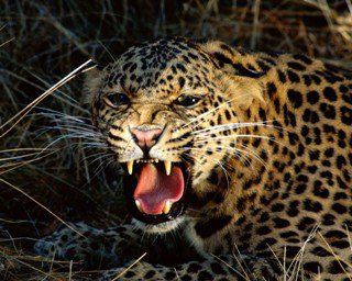 ягуар - злой, животное, ягуар - оригинал