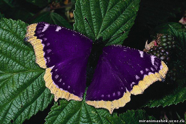 бабочка - оригинал