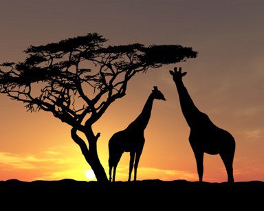 жирафы - сафари, жираф, африка, саванна, закат - оригинал