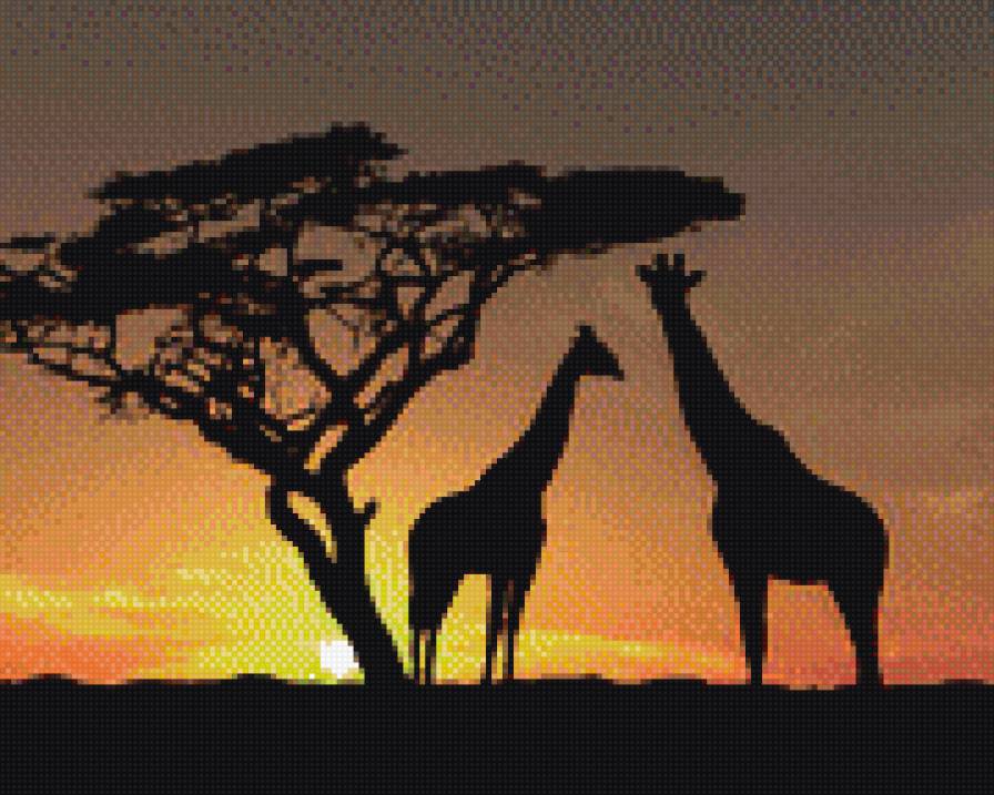 жирафы - закат, африка, жираф, сафари, саванна - предпросмотр