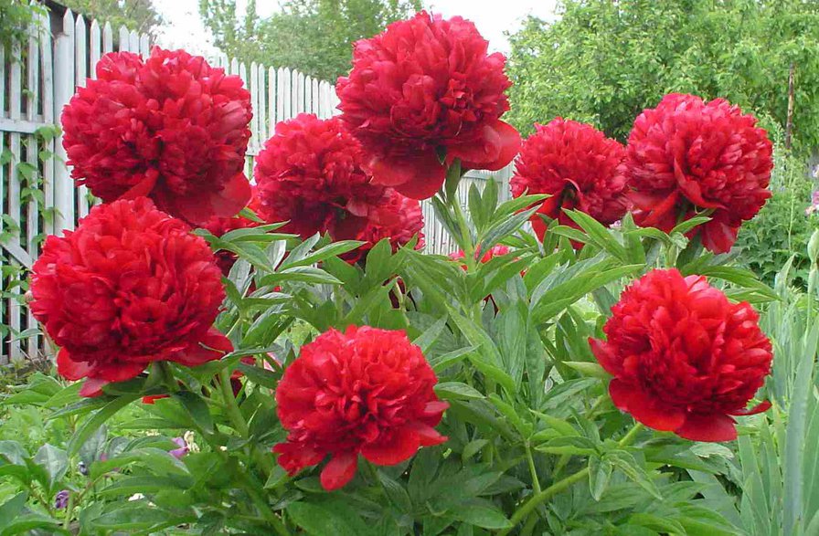 красные пионы - пейзаж - оригинал