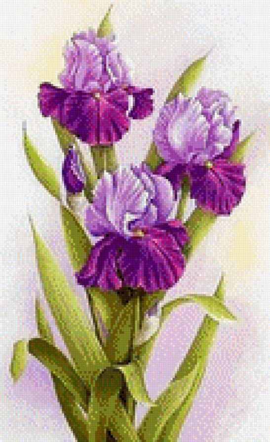 Ирисы - ирисы, красота, цветы - предпросмотр