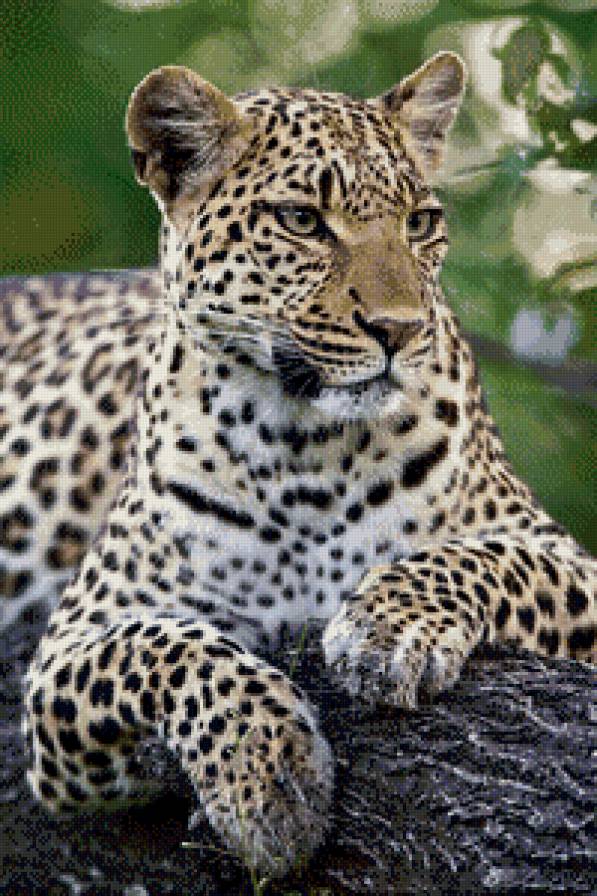 в мире животных - животные, леопарды, тигры - предпросмотр