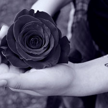 Схема вышивки «черная роза»