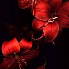 Схема вышивки «лилии на черном»