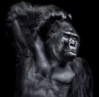 Обезьяна - оригинал