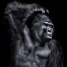 Схема вышивки «Обезьяна»