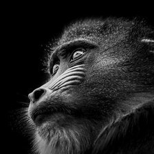 Схема вышивки «Обезьяна»