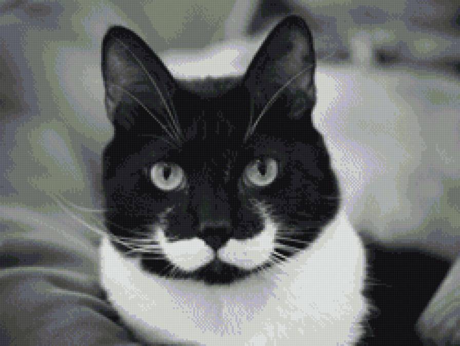 Гренадер - кот, усы - предпросмотр