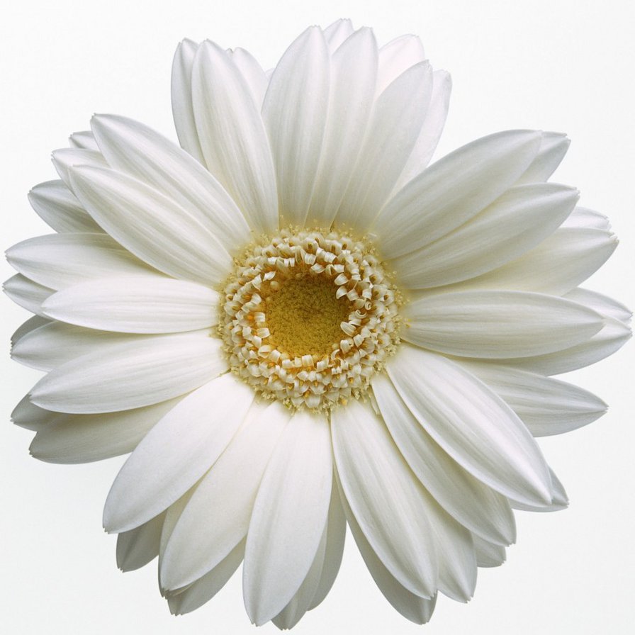Белая гербера - белый цветок, белая гербера, гербера, цветок - оригинал