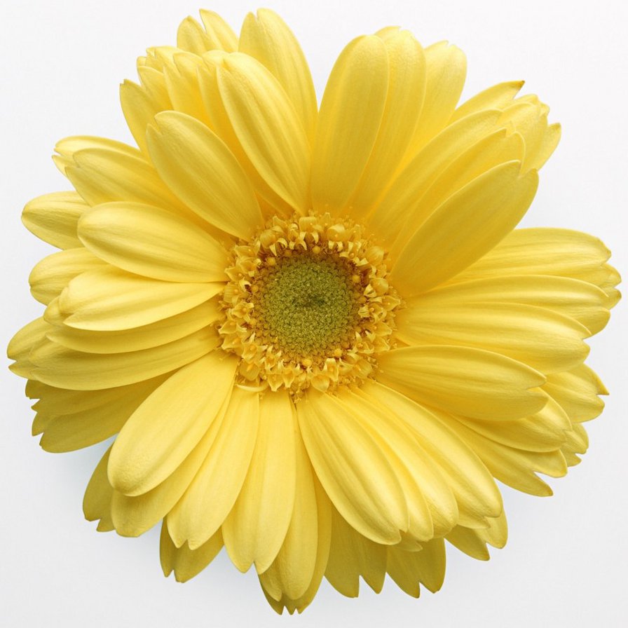 Желтая гербера - гербера, цветок, желтая гербера - оригинал
