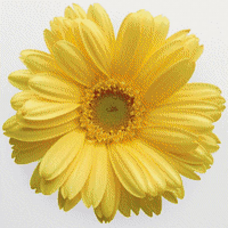 Желтая гербера - гербера, желтая гербера, цветок - предпросмотр
