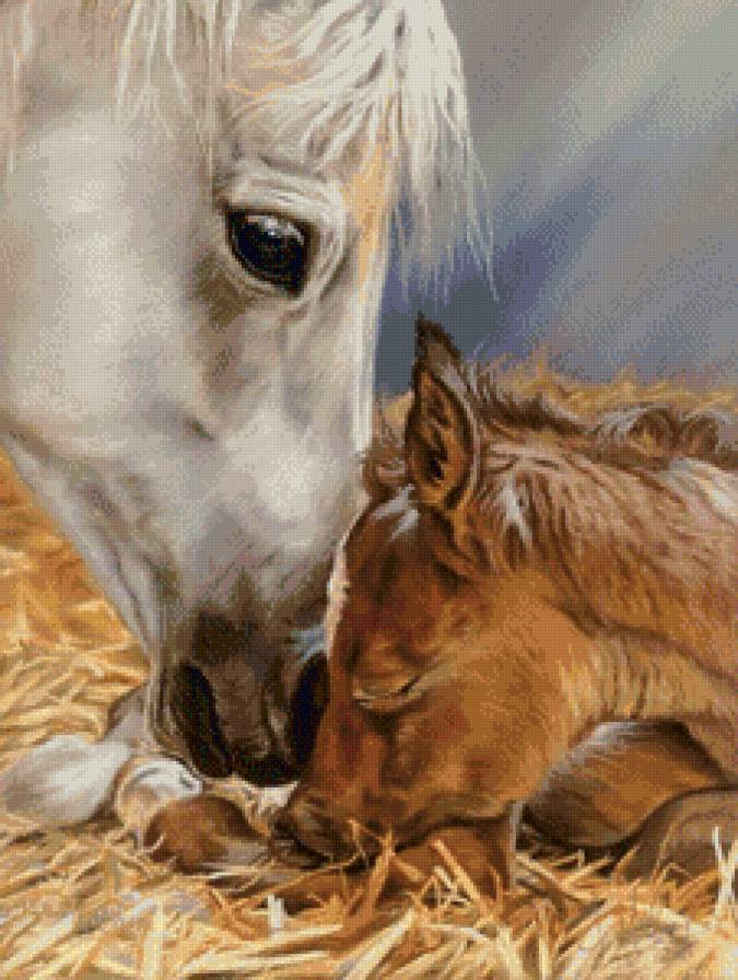 Лошади - жеребенок, лошадь, животные - предпросмотр