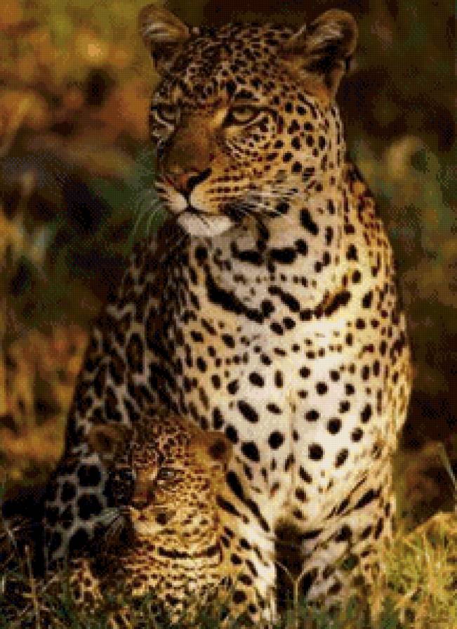 Леопарды - леопард, животные, кошки - предпросмотр