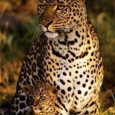 Леопарды