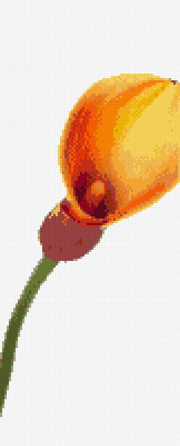 лилии 3 - предпросмотр